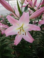 [4189 Okura VZ No102.JPG]